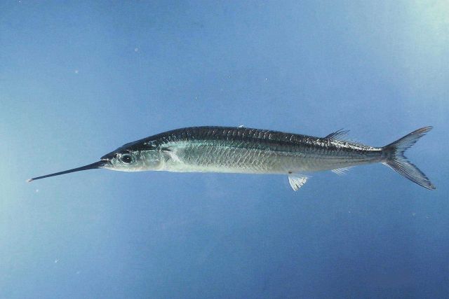 Common halfbeak or Atlantic silverstripe halfbeak ( Hyporhamphus unifasciatus ) Picture
