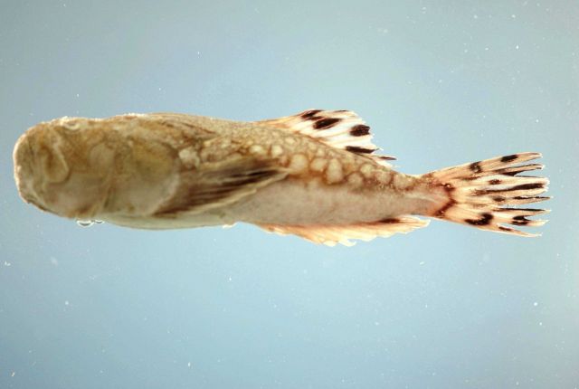 Adult lancer stargazer ( Kathetostoma albigutta ) Picture