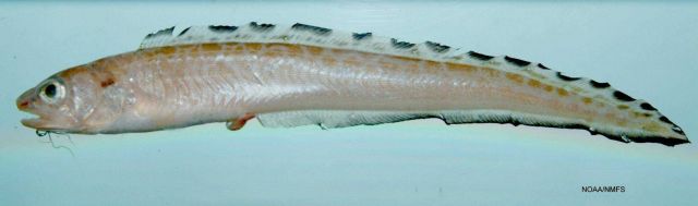 Mottled cusk-eel ( Lepophidium jeannae ) Picture