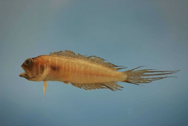 Swordtail jawfish (Lonchopisthus micrognathus) Picture
