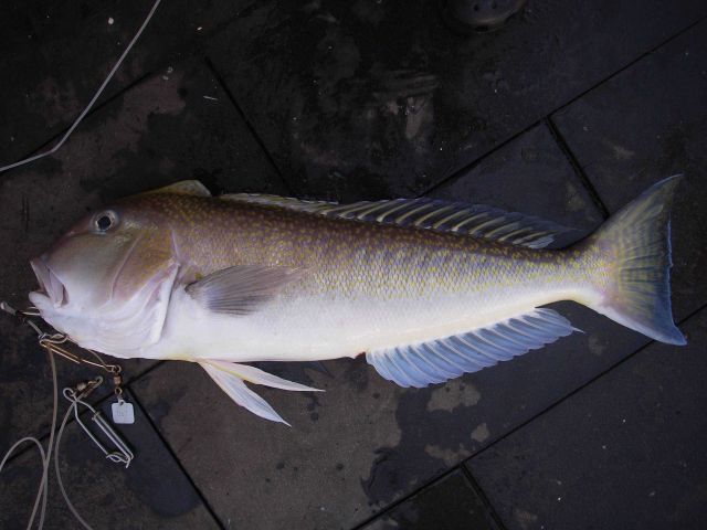 Great northern tilefish or blue tilefish (Lopholatilus chamaeleonticeps) Picture