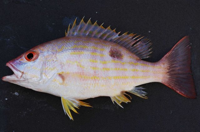 Lane snapper (Lutjanus synagris) Picture