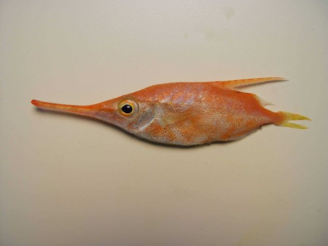 Slender snipefish (Macroramphosus gracilis) Picture