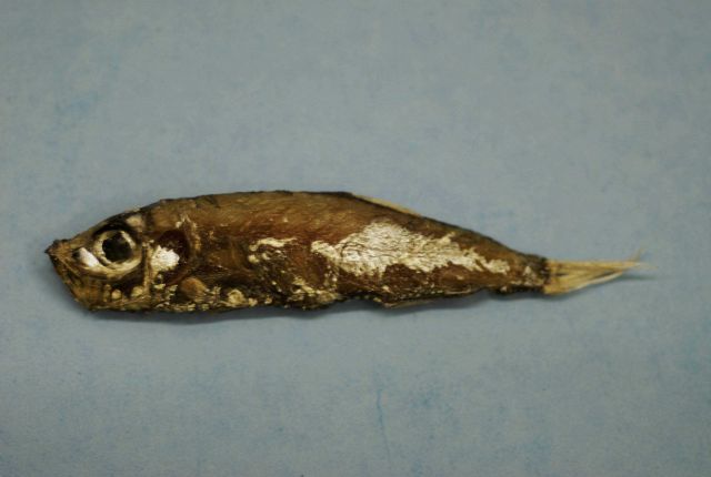 Atlantic pearlside (Maurolicus weitzmani) Picture