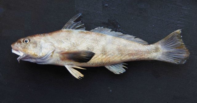 Southern kingcroaker or southern kingfish (Menticirrhus americanus) Picture