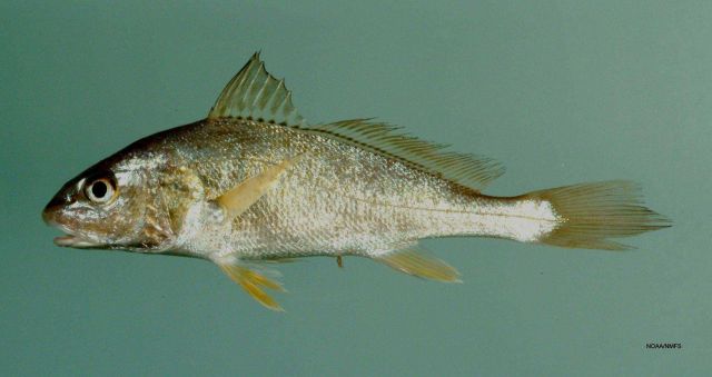 Atlantic croaker (Micropogonias undulatus) Picture