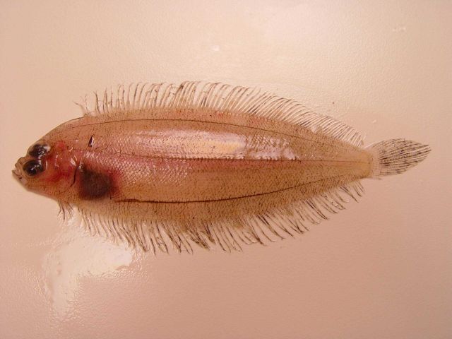 Deepwater flounder (Monolene sessilicauda) Picture