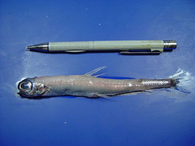 Greenland argentine or large-eyed argentine (Nansenia groenlandica) Picture