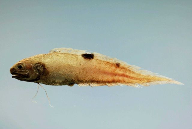 Twospot brotula (Neobythites gilli) Picture