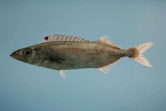 American sackfish (Neoepinnula americana) Picture