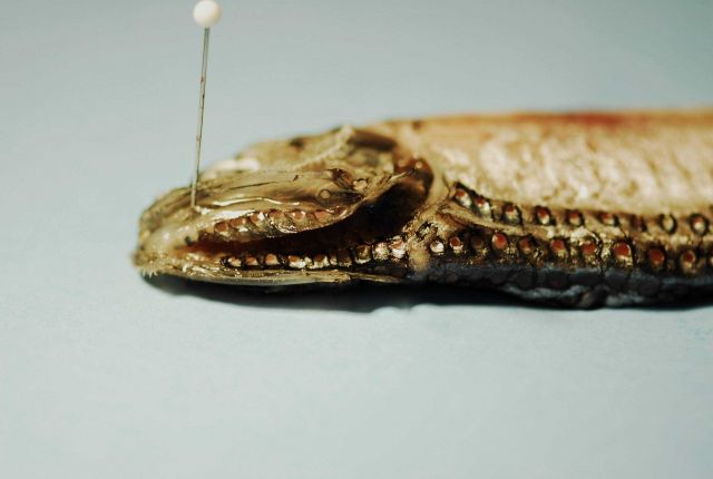 Large-scaled lanternfish or blackchin (Neoscopelus macrolepidotus) Picture