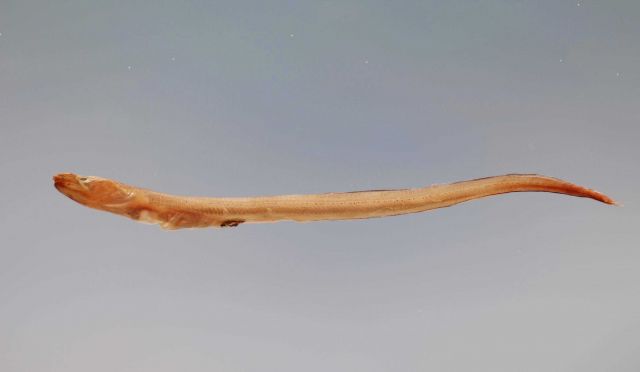 Blackpored eel (Ophichthus melanoporus) Picture