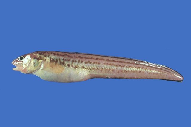 Crested cusk-eel (Ophidion josephi) Picture