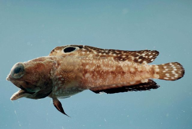 Spotfin jawfish (Opistognathus robinsi) Picture