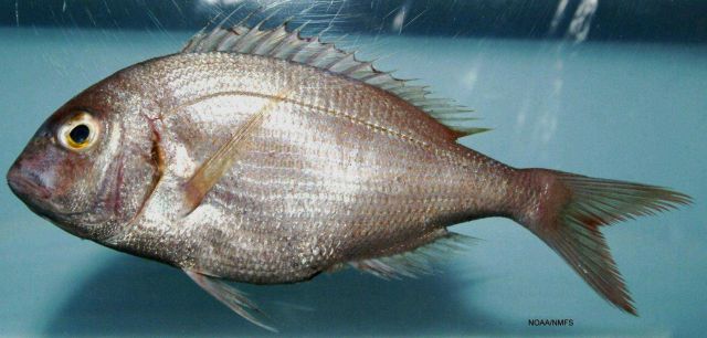 Common seabream or red porgy ( Pagrus pagrus ) Picture