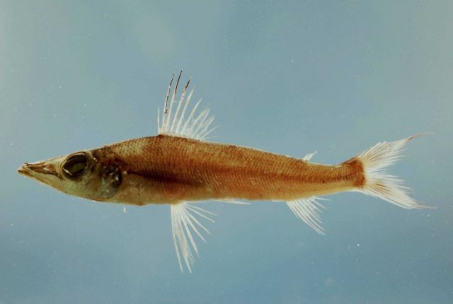 Longnose greeneye ( Parasudis truculenta ) Picture