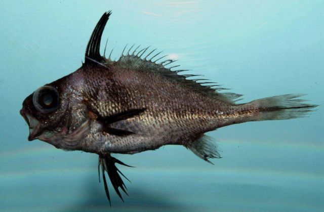 Blackbar drum ( Pareques iwamotoi ) Picture