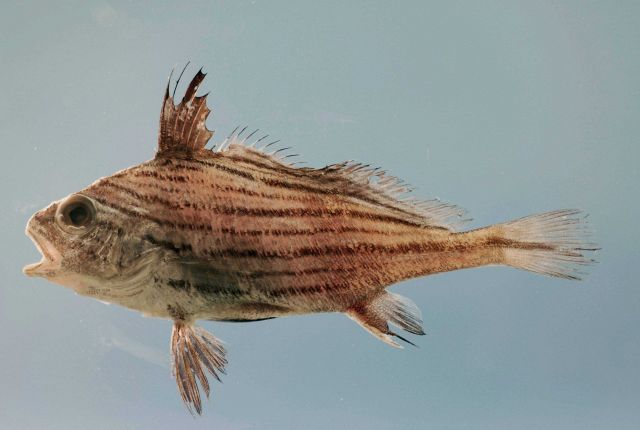 Cubbyu ( Pareques umbrosus ) Picture