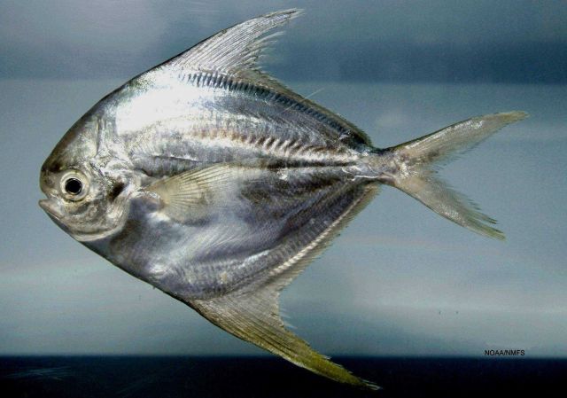 Harvestfish or American harvestfish ( Peprilus paru ) Picture