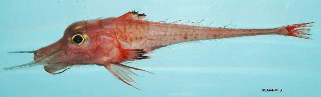 Armored searobin ( Peristedion miniatum ) Picture