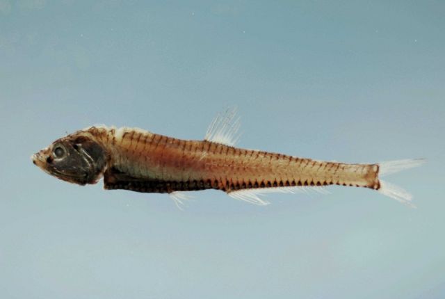 Stareye lightfish ( Pollichthys mauli ) Picture