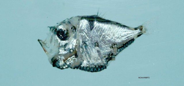 A member of the marine hatchetfish subfamily ( Polyipnus asteroides ) Picture