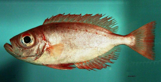 Bigeye or Atlantic bigeye ( Priacanthus arenatus ) Picture