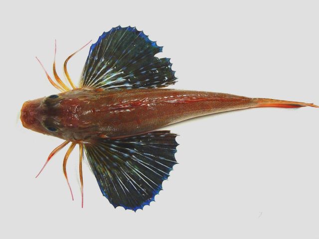 Bigeye searobin ( Prionotus longispinosus ) Picture