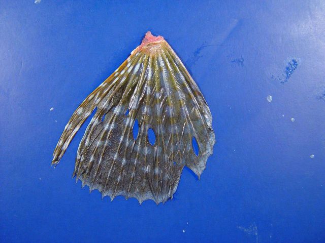 Bigeye searobin ( Prionotus longispinosus ) Picture