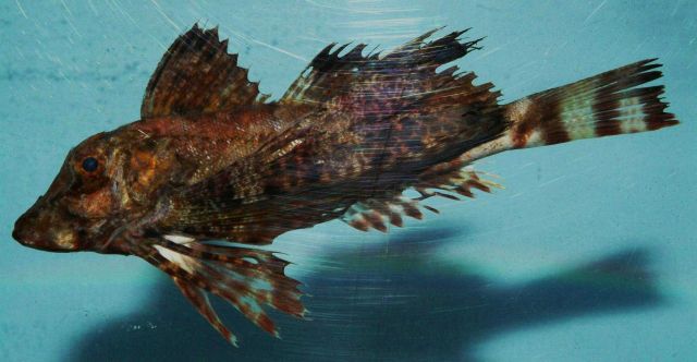 Bandtail searobin ( Prionotus ophryas ) Picture