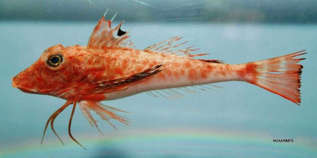 Mexican searobin ( Prionotus paralatus ) Picture