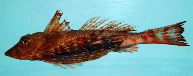 Bluespotted searobin ( Prionotus roseus ) Picture