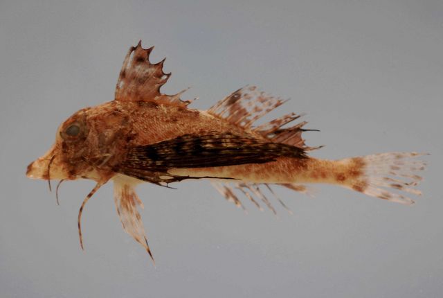 Bignead searobin ( Prionotus tribulus ) Picture
