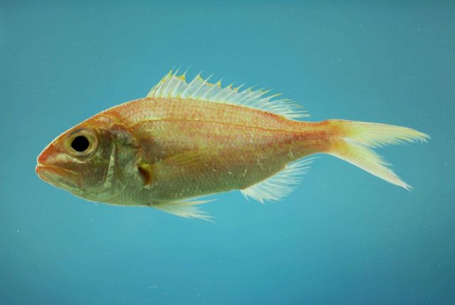 Wenchman ( Pristipomoides aquilonaris ) Picture
