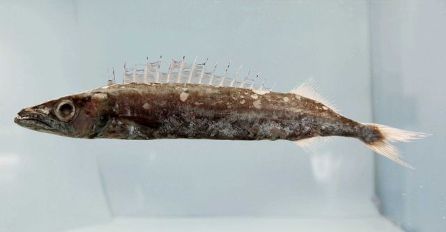 Roudi escolar or purple snake mackerel ( Promethichthys prometheus ) Picture