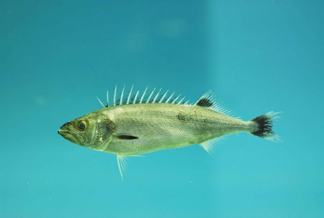 Juvenile oilfish ( Ruvettus pretiosus ) Picture