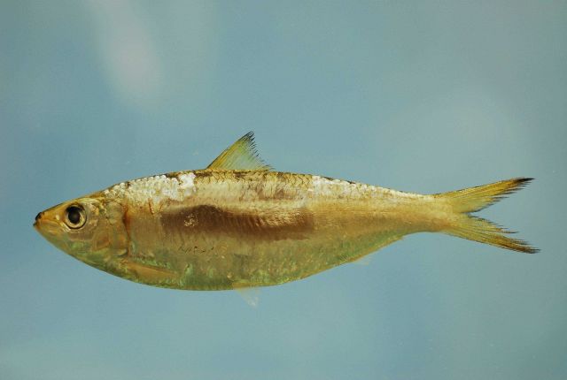 Round sardinella or Spanish sardine ( Sardinella aurita ) Picture