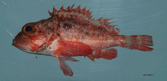 Barbfish ( Scorpaena brasiliensis ) Picture