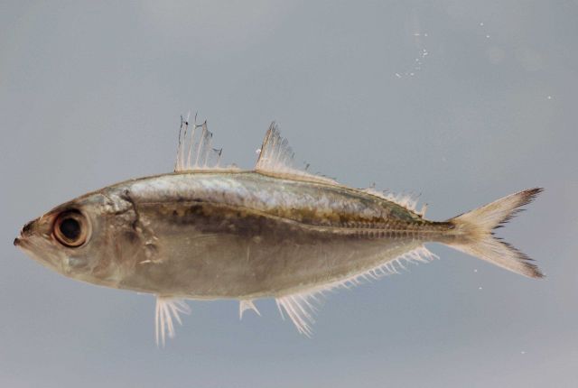 Fleshy tabs of the bigeye scad ( Selar crumenophthalmus ) Picture
