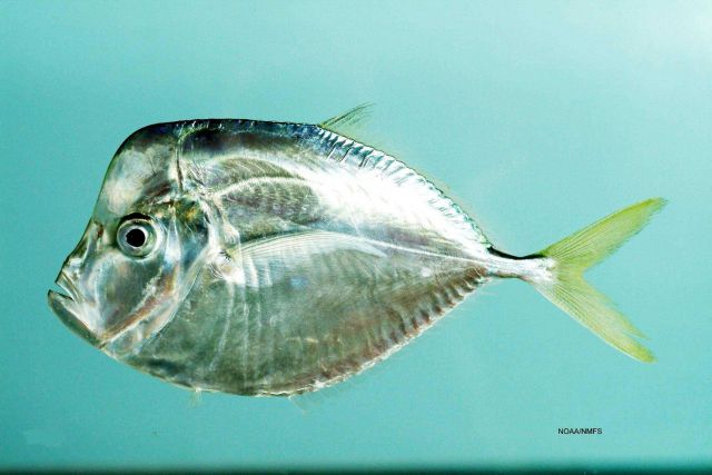 Atlantic moonfish ( Selene setapinnis ) Picture