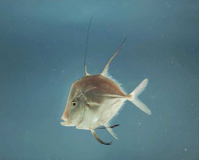 Lookdown ( Selene vomer ) Picture
