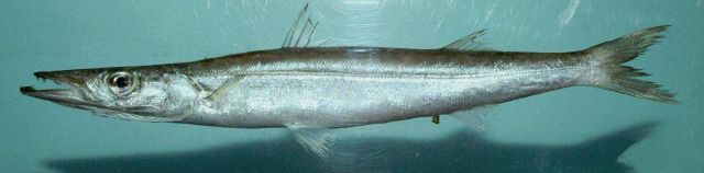 Northern sennet ( Sphyraena borealis ) Picture