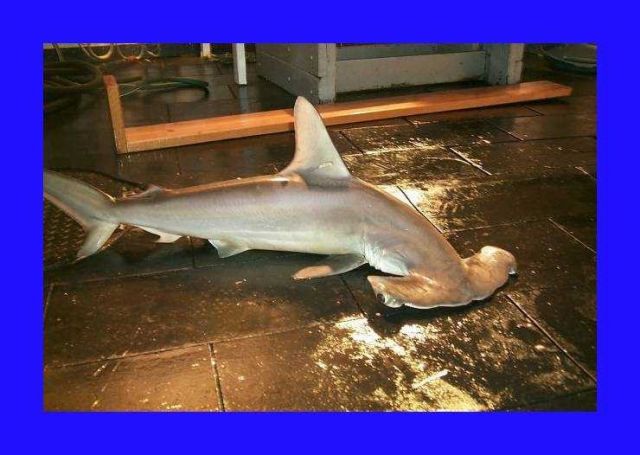 Scalloped hammerhead ( Sphyrna lewini ) Picture