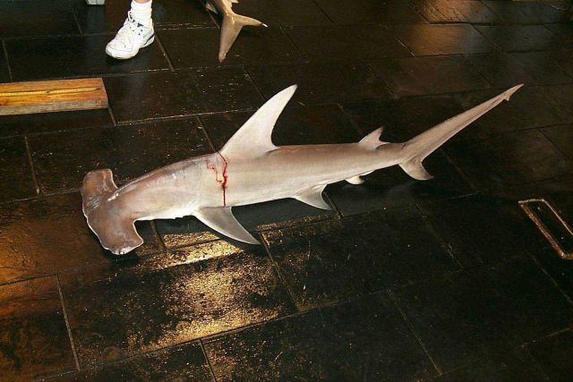 Great hammerhead ( Sphyrna mokarran ) Picture