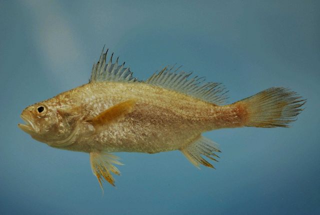 Star drum or American star drum ( Stellifer lanceolatus ) Picture