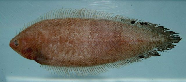 Spottedfin tonguefish ( Symphurus diomedeanus ) Picture