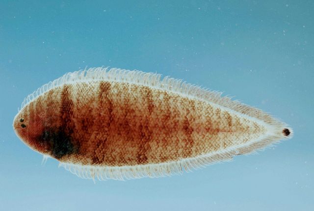 Spottail tonguefish ( Symphurus urospilus ) Picture