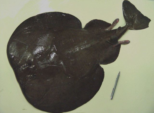 Atlantic torpedo ( Torpedo nobiliana ) Picture