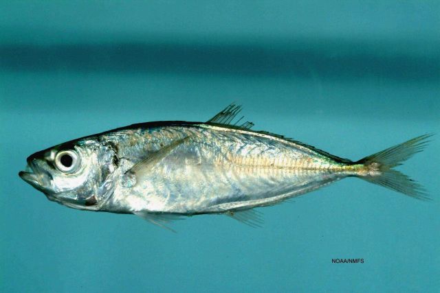 Rough scad ( Trachurus lathami ) Picture