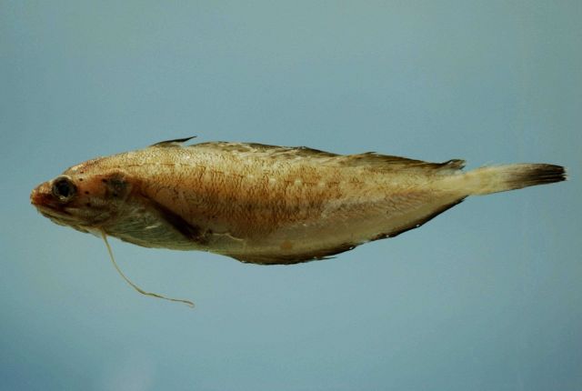 Southern codling ( Urophycis floridana ) Picture
